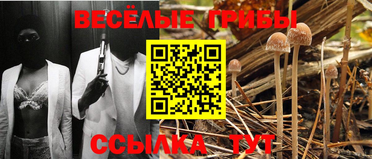 Берёзовский  цены   Псилоцибиновые грибы GOLDEN TEACHER  Вход с VPN  Галлюциногенные грибы MAGIC MUSHROOMS 